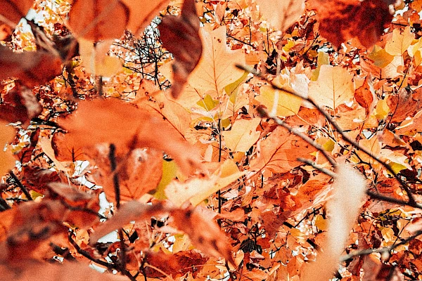 Guten Snacketit im Herbst