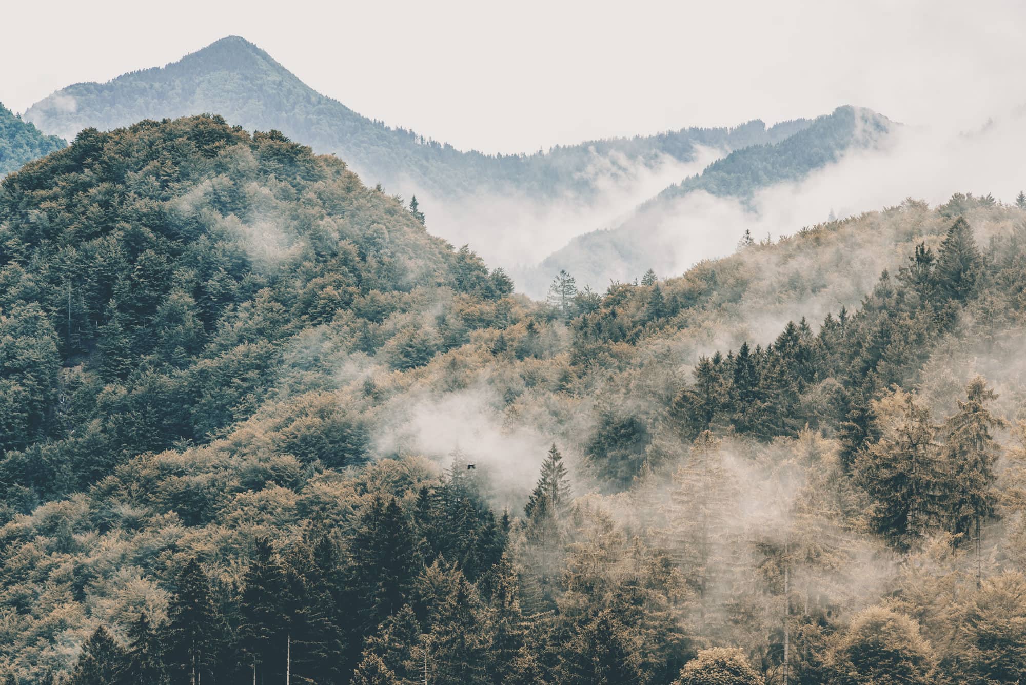 Deine Ich-Zeit mit den Bäumen